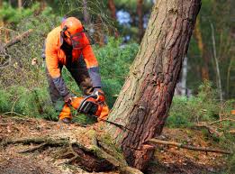 How Our Tree Care Process Works  in  Ashland, NJ