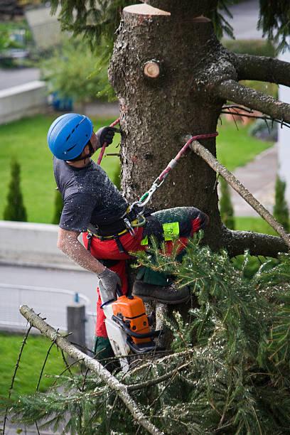 Seasonal Cleanup (Spring/Fall) in Ashland, NJ